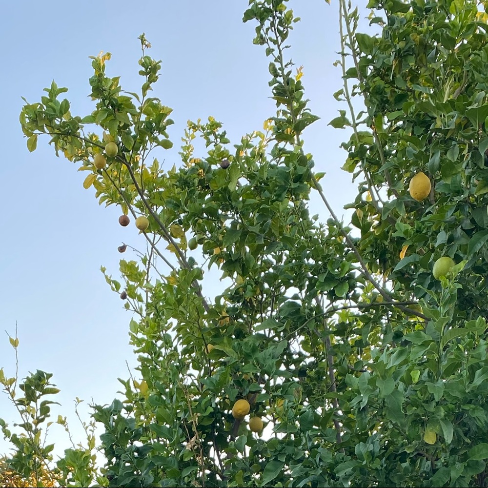 Meet your Posher, Araxy